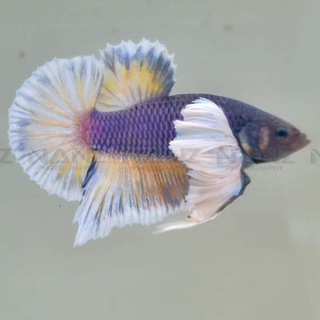 B＆E Guppy＆Betta House??