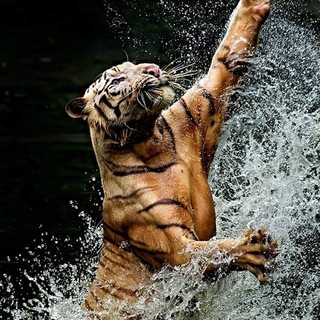 Hindu Saffron Tiger Channel