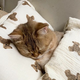 - CuTe : CaT .