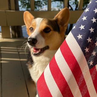 Brunobarking ️️️BrunoBarks - brunobarking