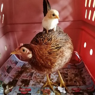 Save the Chickenese Singapore??? - chickenese