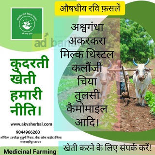 पीली शतावर price