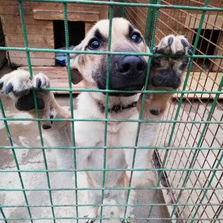 Гурского, 42 - не приют Telegram channel