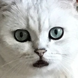 CHUBATKA - Telegram Channel