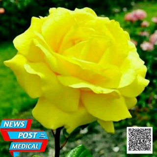 ?نيوز بوست الطبية? Telegram