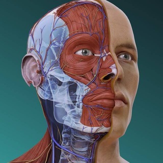 ECG - هستادين حب