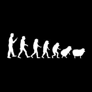 Sheep Know More ?