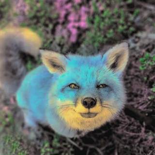telegram channel aquafox